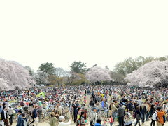 さくら満開　花見で賑わう小金井公園