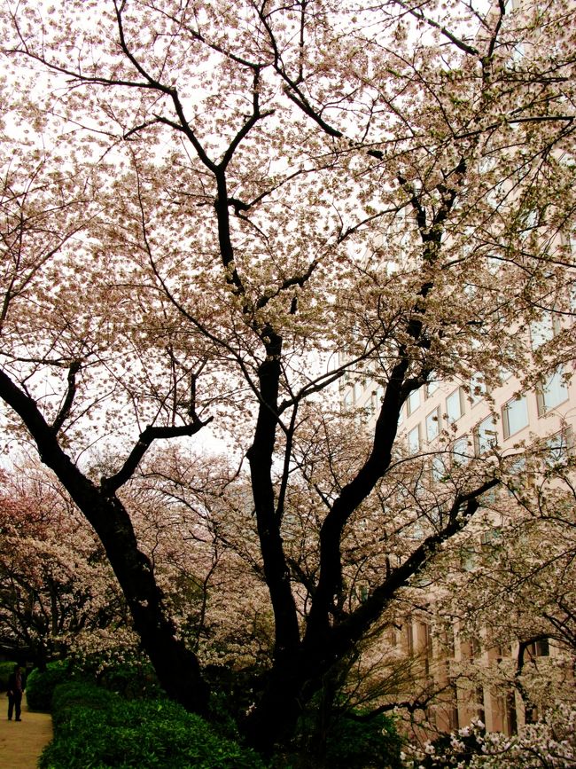 高輪（たかなわ）は、東京都港区の地名。<br />東京都港区の南端に位置し、都心から郊外への境界に当たる地域である。江戸時代は町外れで、高台には諸藩の下屋敷（別荘）が多く置かれたことから、明治時代以降に皇族や高官・財界人の邸宅が建ち並ぶ地となった。このため、今でも都心の高級住宅街の一つとして知られているが、邸宅のうち多くは既にホテルや公共施設に変わり失われてしまった。<br /><br />高輪の地名は、戦国時代の軍記物語の中に「高縄原」として書かれていることに由来する。高縄とは高縄手道の略語であり、高台にあるまっすぐな道を意味している。<br />（フリー百科事典『ウィキペディア（Wikipedia）』より引用）<br /><br />プリンスホテル高輪の桜まつりについては・・<br />http://blog.princehotels.co.jp/2011/<br />http://www.princehotels.co.jp/takanawa/sakura/<br />http://www.princehotels.co.jp/sakuratower/<br /><br />東京のお花見スポット情報は・・<br />http://sakura.yahoo.co.jp/spot/list/13.html<br /><br />