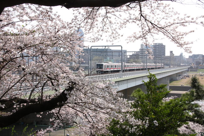 桜の花が満開となった日曜日、この日しかお花見のチャンスはなさそうなので、横浜のお花見の後、東横線で多摩川まで移動。多摩川台公園から桜坂、ちょっと歩いて御嶽神社までお花見散歩を楽しみました。