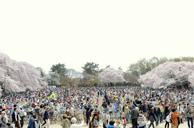 さくら満開　花見で賑わう小金井公園