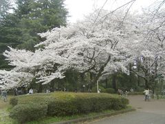 小金井公園で花見