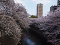 神田川の桜を愛でる　高田馬場　面影橋　まで