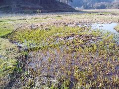 春はやい敦賀　中池見湿地探索