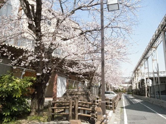 桜がちょうど満開、童謡の小路では、ミツバツツジも満開で花を見ながら歩けました<br /><br />ヒガシマル醤油の工場があるところもいい感じ