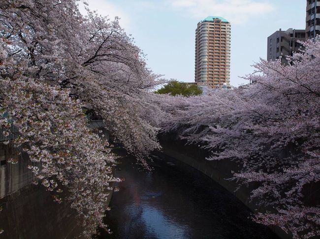 　友人より　神田川の桜　綺麗だぜ、、の　電話、<br /><br />高田馬場　面影橋まで<br />http://4travel.jp/traveler/jiiji/album/10558463/<br />面影橋　　椿山荘まで<br />http://4travel.jp/traveler/jiiji/album/10558630/ <br />