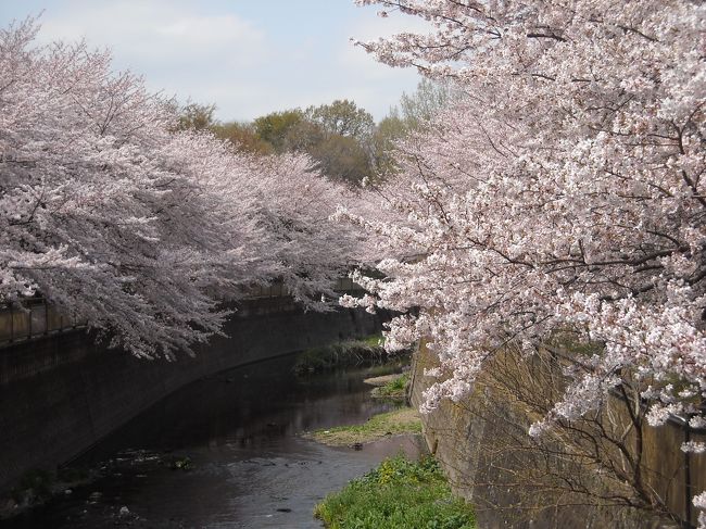 ワシントンのポトマック川畔の桜が見事で有名ですが、その桜の「子孫」とされる桜が日本の各地に植えられて「里帰り桜」とよばれています。<br />今回は東京・世田谷の成城学園の近くにある祖師谷公園の桜を見てきました。<br />小田急の成城学園駅の西口から千歳船橋行き・千歳烏山行きなどのバスで「駒沢大学グランド」で下車してすぐ、仙川の下流側の祖師谷公園に見事な桜のトンネルがあり、花を見ながら2000メートル足らずで駅まで歩いて帰れます。<br /><br />祖師谷公園に咲いている桜の多くは写真でみるようにかなりの老木で、どれが1990年に植えられたという「里帰り桜」なのか分かりませんでした。<br />また説明文にある「ソメイヨシノの実生苗を贈られた」というのも気になります。元来、ソメイヨシノは一代雑種なので種ができません。ちなみに1956年に都市農業公園に贈られた「里帰り桜」は枝採りだそうです。<br />（全国のソメイヨシノは少数の親木からの接木クローンなので同時に開花し、同様に病気に弱いのだそうです）<br /><br />そこで少し調べました。まずワシントンの「サクラ」です。<br />1909年（明治42年）、日本から最初に贈った苗はソメイヨシノ・2000本でしたがアメリカに到着したときには害虫が発生していて焼却処分されました。<br />日本の名誉にかけてと静岡県・興津の農業試験場で、大阪の伊丹で仕立てたオオシマサクラの台木に、江戸川堤で五色桜と呼ばれていた数種のサクラを穂木として苗をつくったそうです。<br />（余談ですが、このために江戸川とポトマック川は姉妹川だそうですが、姉妹川って何をするのでしょうね）<br />贈った12種・3100本は、ソメイヨシノ(1800本)、カンザン(350)、タキニオイ(140)などで、フゲンゾウはホワイトハウスに植えたそうです。現在の品種構成は、ソメイヨシノ(2763)、カンザン(481)、アケボノ(112)などに、1991年に穂木を現地で接木した岐阜県の「薄墨桜」50本などが加わっているそうです。（ワシントン桜物語）<br />結局、アメリカという名前の桜の品種もあるらしいし、ここの「里帰り桜」は自然交配で生まれた結実種の苗のなかで、ソメイヨシノに外見が近いものかもしれない･････と、想像しました。<br /><br />つぎに東京市長の尾崎行雄が桜を贈ったことに関係する化学者です。<br />高峰譲吉は1873年に工部大学校を卒業して1885年に特許局長代理となった。1890年に麹を使った新醸造法の特許をとり、妻のキャロラインとともにアメリカに移住した。アメリカではモルトよりも強力な日本の麹によるウイスキー製造実験に成功し、工場の建設を指導していた。モルト業者はこれに強く反発して高峰を襲撃した。辛くも暗殺はまぬかれたものの、工場は焼き討ちされ灰燼に帰した。<br />その後タカジャスターゼを発明し特許を取得して製造を開始。現在の価格で３兆円とも言われる巨富を得た高峰は庭に湖や滝がある豪邸に名士を招いて日米の親善に奔走した。交流があった東京市長・尾崎行雄に慫慂して、当時米国で人気をえていたサクラをワシントンに贈った。というのが経緯ですが、後日談があります。<br />ペニシリンの培養装置が世界各国で特許を認められたのに、日本では既存技術であるとして認められず、英国の特許出願者が真偽を確かめるべく来日したところ、鹿児島県の集落ごとにある焼酎メーカーでは、はるかに大きい装置が動いていた、ということです。<br />歴史に“if”は禁物ですが、高峰の特許は焼酎の製造法からヒントを得ていたらしいので、工場が焼き討ちされなかったらば、バーボン・ウイスキーは焼酎と同じ方法で製造されていたかもしれない、なんて考えると楽しくなります、ネ。<br />