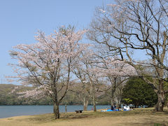 一気に桜満開～一碧湖～