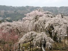 秩父路に　枝垂れ桜の　花シャワー