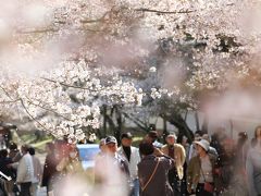 【京都桜2011】 醍醐の花見の豪華さに想いを馳せる　「醍醐寺」