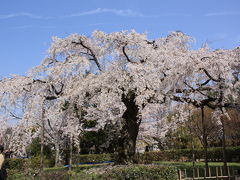 2011年春の京都～円山公園でお花見したにゃん