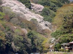 京都を歩く(85)　桜色に染まる嵐山で優雅なお花見を