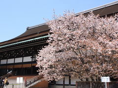 2011年春の京都～京都御所で左近の桜を見たにゃん