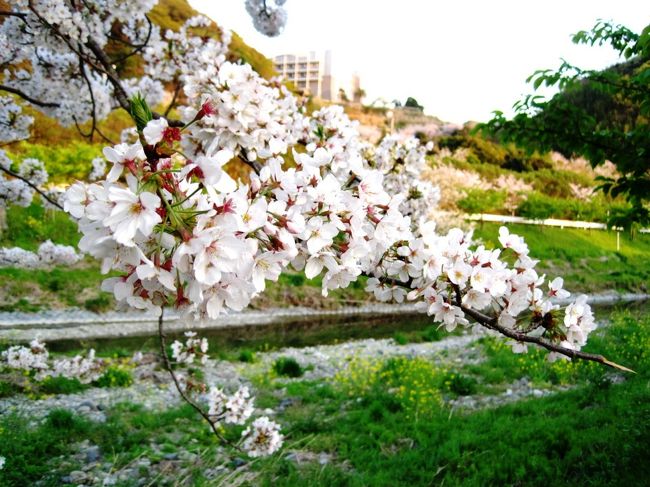 桜満開のぽかぽか陽気。<br /><br />地面には花びらもいっぱい落ちてたけど、やっぱり桜の散り際は美しい。<br /><br />夕暮れ色に少し染まった空と桜を眺めた少しだけの癒しの時間。<br /><br />こういう時期だから、ゆっくり心も休めて。<br /><br />２月は頼朝桜、４月はソメイヨシノで彩られた保田川沿いを歩きました。