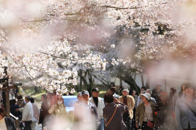 今日は醍醐寺に花見に来ました。<br />京都有数の花見スポットで、桜が咲くころになるとたくさんの観光客が訪れます。<br />４Ｔのトラベラーさんの中にも今年行かれた方の旅行記がたくさんあり、それを拝見しているうちに私も行きたくなったのです。<br /><br />おまけ↓↓↓<br />http://yaplog.jp/awamoko/archive/284