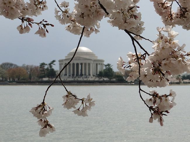 雨でお花見イマイチ ワシントンdc桜祭り ポトマック河畔の桜 ワシントンｄ ｃ アメリカ の旅行記 ブログ By Guavalomilomiさん フォートラベル