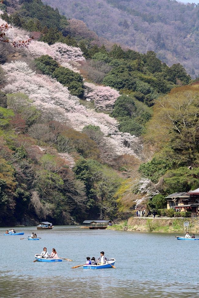 桜満開となった日曜日。<br />混雑覚悟で嵐山へと向かいました。<br />京都屈指の景勝地で,優美な桜景色を楽しんできました。<br /><br />訪れたところ<br />・渡月橋<br />・法輪寺<br />・大覚寺(大沢池)<br />