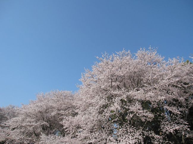 古来、桜は日本人にとって特別な花。<br />春になって山の桜が開花すると農民は酒や食べ物を持ち、山へ登り祭壇を設けそれらを供え山の神を祭りました。<br />神事の後、供物をみんなでいただいたのがお花見のルーツだとのこと。<br />今は神事をしなくなったので花見の意義がわからなくなってきたのですね。<br /><br />今年はいろんな想いで花を見ました。<br />昨年の分も。。。。。<br />