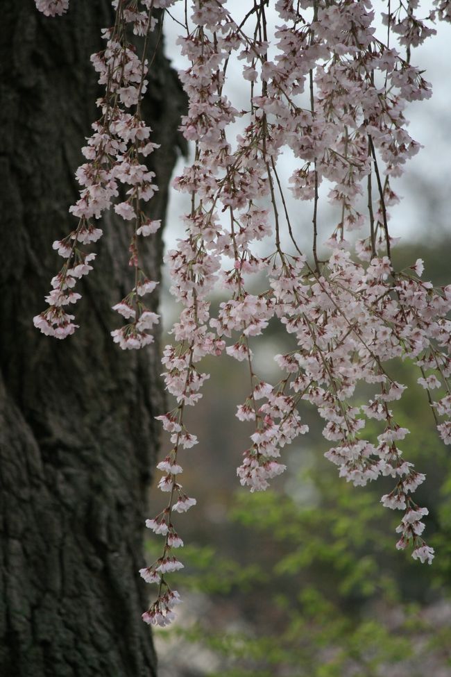 今日は、桜のオンパレードです　^m^<br /><br />本土の桜は沖縄の桜と違って、儚い感じが良いです～<br />ハラハラと舞い散る桜の花びらは見ているだけで癒されます　♪<br /><br />こちらもスッゴイ人ごみでした　＼(◎o◎)／！<br />皆さん桜の木の下で『宴会』をしてました。<br /><br />沖縄でこの光景は無いので驚きです　＼(◎o◎)／！