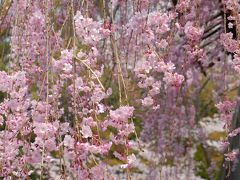 ８年ぶりに日本の桜撮り・その２～帰国翌日、速攻で「石清水八幡宮」へ～♪