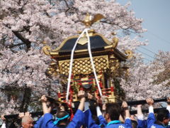 福岡県豊前・求菩提山麓の神楽とお神輿　満開の桜の下～♪