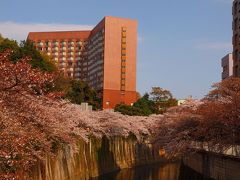 神田川の桜を愛でる　面影橋　椿山荘 まで