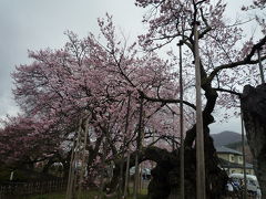 山梨　花見紀行