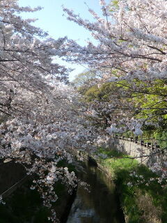 春爛漫、近間でお花見、市川ぶらり♪