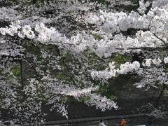 「　芝　増上寺　～　千鳥ヶ淵　　桜　めぐり　2011　」