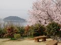 万葉の岬の桜と椿