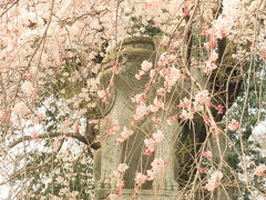 2011年　山口市の桜見物　一の坂川　瑠璃光寺　今八幡宮　