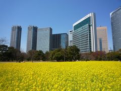 菜の花（浜離宮）