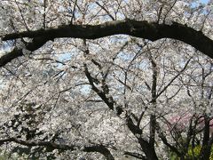 南埼玉の桜