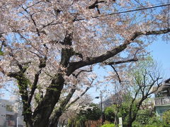 東京世田谷区経堂（きょうどう）「烏山川（からすやまがわ）緑道」。。。桜満開。。。