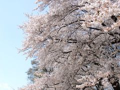 ８年ぶりに日本の桜撮り・その３～帰国三日目、今度は「八幡背割堤」へ～♪
