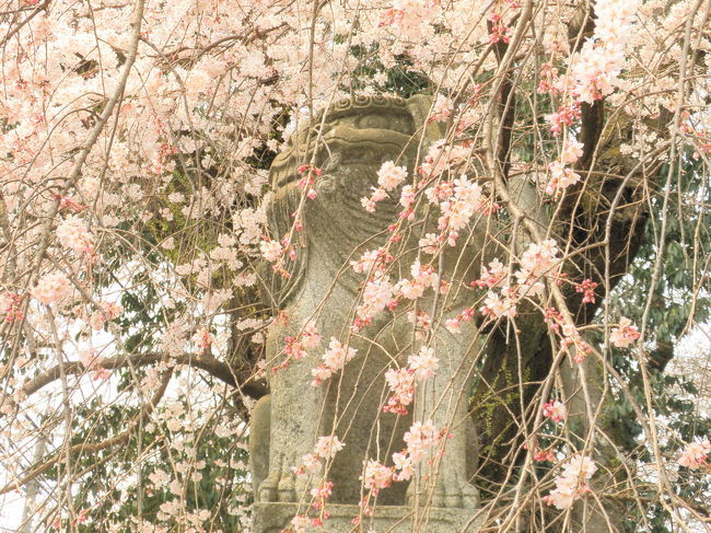 　今年は桜の開花が遅れているので桜ままだ咲いていないだろうと期待していませんでした。<br />そしたら瀬戸内に住む私のところよりもずっと早く花が咲いていたので驚きました。<br />とてもきれいな一の坂川や瑠璃光寺の桜。<br />初めて行った今八幡宮のしだれ桜は狛犬も花見をしているようです。<br />（表紙の写真）