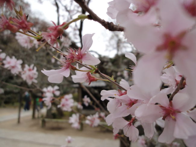 　桜が開花したので、<br />北鎌倉の東慶寺を訪れました。<br />東慶寺に来た理由はもう一つ。<br />特別展示中の水月観音を拝見しに・・。<br /><br />美しい花と美しい観音様に<br />癒されてきました。
