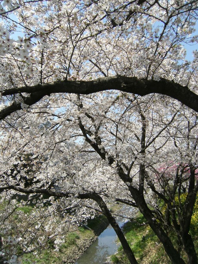 南埼玉の桜も散り始めた。<br /><br />桜は散るのが早いので、花を追うのも忙しい。