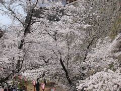 津山城跡鶴山（かくざん）公園と衆楽園の桜