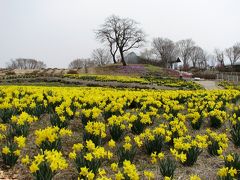 すいせん（水仙）のお花畑