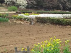 曇時々晴の花見時（1）桜のある春色とりどりの田舎道