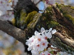 ８年ぶりに日本の桜撮り・その４～帰国四日目、今度は「安居橋広場」へ～♪