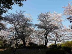 朝飯前の桜チェック（隅田公園・墨田区側）
