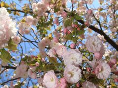 【大阪桜2011】 桜の通り抜け始まる、まだ３分咲き　「造幣局」