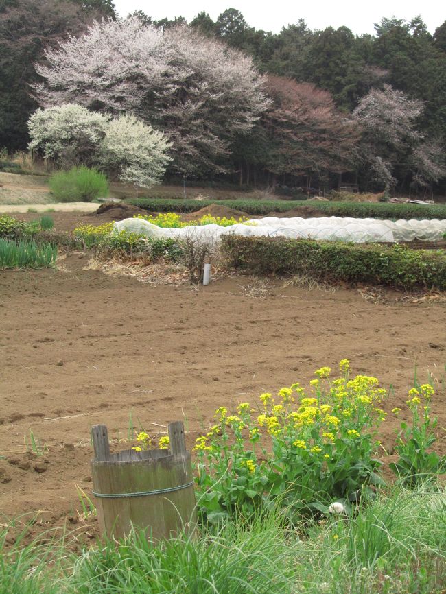 まるで今の日本人の気分のような天気だったかもしれません、桜が満開の花見時のこの日曜日は。<br />どんより曇って暗くなるけれど、時々雲間から太陽の光が差し込んで、そのたびに希望がにじみ出てくるような。<br />１日の半分近くは日が射さず、残念ながら曇天だったけれど、夕方からは空は晴れ太陽が戻り、日が沈むまであたりを光で満たして１日が終わりました。<br />これが明日の日本の姿だと思いたいです。<br /><br />花見は遠出をしなくても近所のあちこちで楽しむことができます。<br />名桜を見に行きたい気持ちはあります。だけど、予想される混雑と、遠くを追えば身近な桜は見て回れないから……ああ、ジレンマ！<br />でも、どうせ本日は、遠出ができないので、自転車で回れる範囲で近所の桜を追いかけることにしました。<br />自転車圏内だと、すぐに思い浮かぶ花見の場所は４か所ほどありますが、それぞれ少し離れているため、半日では回り切れません。<br />そのため、その中の一つ、智光山公園をめざしました。<br />智光山公園は、去年、はじめて桜の季節に訪れたのですが、桜は残念なことに５〜６分咲きほどで、未練が残ってしまったから。<br /><br />曇りでも雨でも肉眼でなら桜を愛でるのには支障ないです。<br />でも、写真を撮ろうとすると、曇天下の桜はどうにも寒々しくなります。<br />桜が見事であればあるほど、晴れていたらどんなに良かったかと、私の心はどんどん沈んでいきました。<br />でもそのわりには、向かう途中の田舎景色で、シャッターを切っていました。<br />もっと晴れていれば……とテンションは上がらなかったけれど、この機会を逃したら、また来年まで桜のある景色は撮れないと思うと、もったいなくなったのです。<br />私もいつ、写真どころではなくなるかもしれません。明日のことは誰にも分かりません。<br />それに、せっかく満開なのに人に顧みられることがなく、ぽつんと咲いていた桜のある田舎風景は、私の気分にぴったりでもあったから。<br /><br />とはいえ、たまにすれ違う人々は、誰もが例外なく、見事な桜に目を留めていました。<br />わざわざ車を止めて、車窓から眺めていた人もいました。<br />そして道連れがいれば「きれいねぇ」「満開だ」と感想をもらしていました。<br /><br />そんな穏やかなひとときが、たまらなく愛しく思えます。<br /><br />※はじめて桜の季節に訪れた去年の智光山公園の旅行記（2010年４月３日）<br />「桜の季節の智光山公園（1）本格的にやってきた春を味わいながら」<br />http://4travel.jp/traveler/traveler-mami/album/10445360/<br />「桜の季節の智光山公園（2）５〜６分咲きでちょっと惜しかったソメイヨシノ」<br />http://4travel.jp/traveler/traveler-mami/album/10445362/<br />