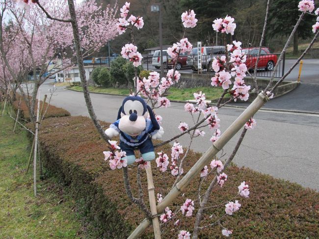 グーちゃんだよ。<br />今回の合宿、東北の皆様を元気付けるのが目的なの。<br />雨で花見ができなくてガッカリしてる場合じゃないの！<br />とにかくメンバー全員で元気出して<br />盛り上げるの！！