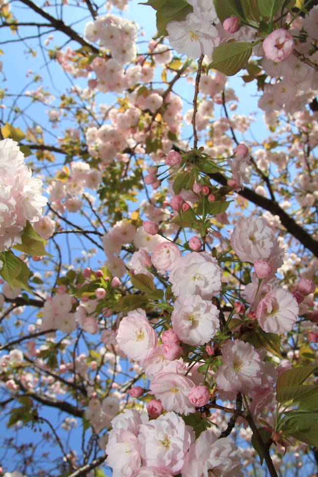 今年も大阪の春の風物詩”造幣局桜の通り抜け”が始まりました。<br />今年は桜の通り抜けが始まってから１２８回目、ということで１２８種類の桜を楽しむことができます。<br /><br />尚、今年は大震災による影響を考慮し、ライトアップを中止するとともに、会場内に募金箱を置くなど、特別な通り抜けとなりました。<br /><br /><br />◎ 造幣局桜の通り抜け<br /><br />日時　平成２３年４月１４日〜４月２０日まで<br />時間　１０：００〜１７：００（土日は９時から）<br />桜の種類　１２８種<br />桜の本数　３５２本<br /><br />今年の桜　”妹背”<br />