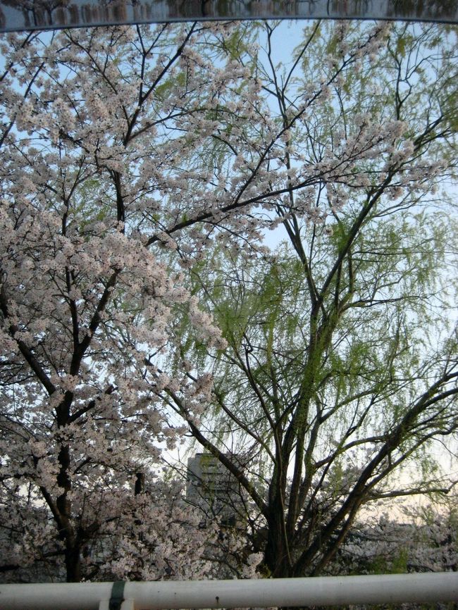 とある日。<br /><br />今年は桜をゆっくり眺める余裕がないな…<br />なんてことを思い。<br /><br />「信号待ち」という、限られた時間。<br />いつも愛でている風景を収めてみることに。<br /><br />チキンな性分なゆえ、<br />危険なことはしていませんので、あしからず。