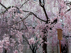 ･*。2011大阪・桜の開花情報【その３】。*･4月14日造幣局、大川沿い、見頃はいつ？【ご近所桜日記】