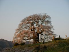 醍醐桜と日本さくら名所百選　鶴山公園