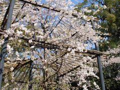 ８年ぶりに日本の桜撮り・その５～帰国五日目、今度は「八幡宮境内」へ～♪